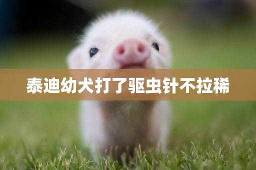 泰迪幼犬打了驅蟲針不拉稀
