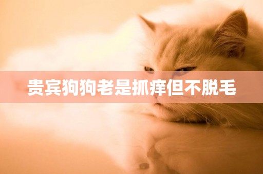 貴賓狗狗老是抓癢但不脫毛