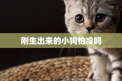 剛生出來的小狗怕冷嗎