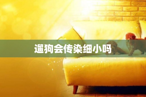 遛狗會傳染細小嗎