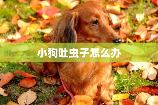 小狗吐蟲子怎么辦