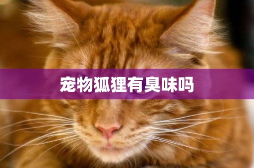 寵物狐貍有臭味嗎