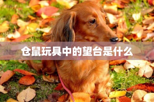 倉鼠玩具中的望臺是什么