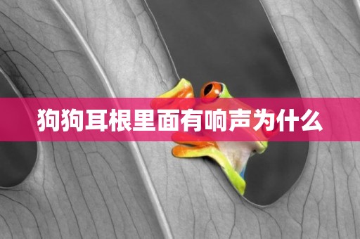 狗狗耳根里面有響聲為什么