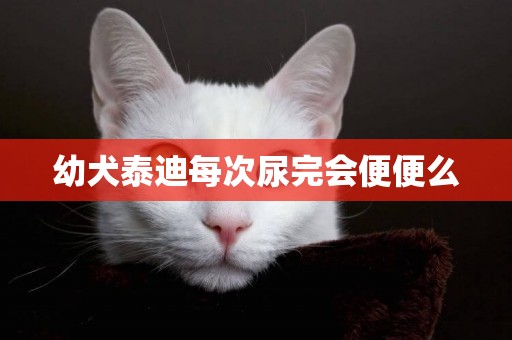 幼犬泰迪每次尿完會便便么