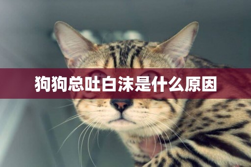 狗狗總吐白沫是什么原因