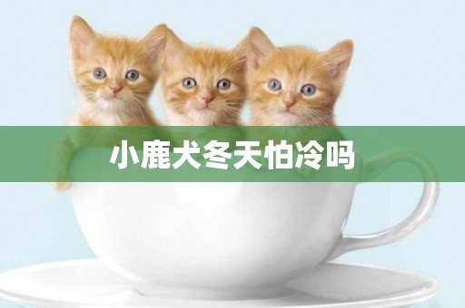 小鹿犬冬天怕冷嗎