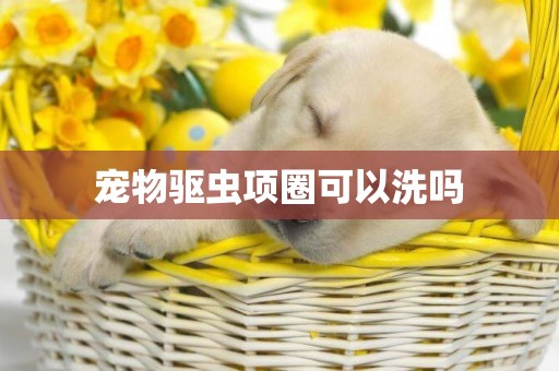 寵物驅蟲項圈可以洗嗎