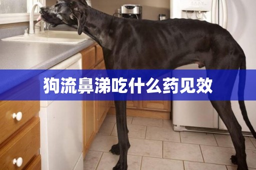 狗流鼻涕吃什么藥見效