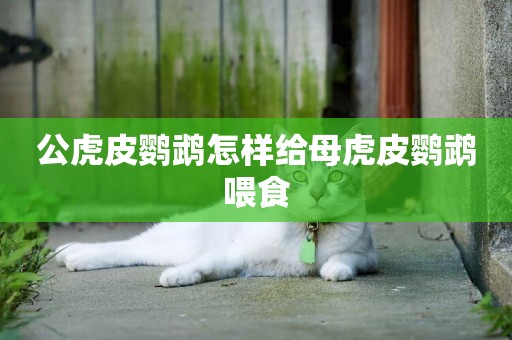 公虎皮鸚鵡怎樣給母虎皮鸚鵡喂食