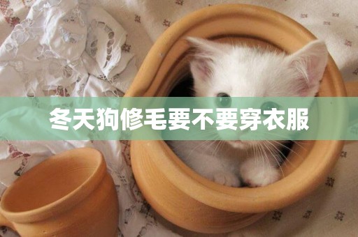 冬天狗修毛要不要穿衣服