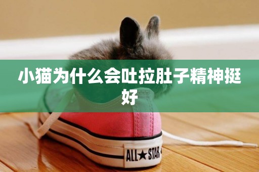 小貓為什么會吐拉肚子精神挺好
