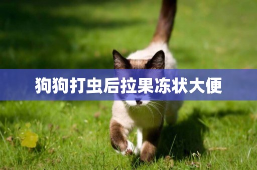 狗狗打蟲后拉果凍狀大便