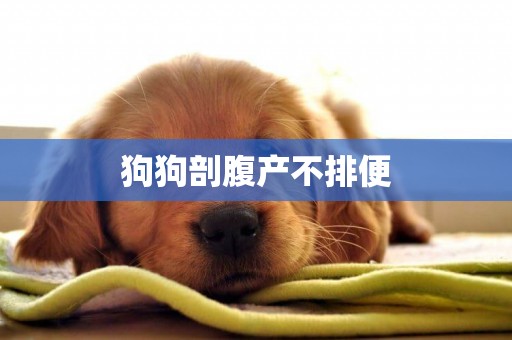 狗狗剖腹產不排便