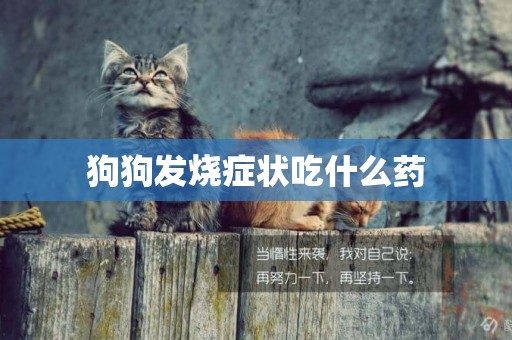 狗狗發燒癥狀吃什么藥