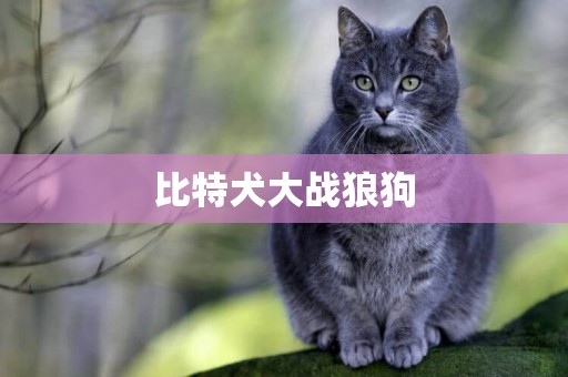 比特犬大戰狼狗