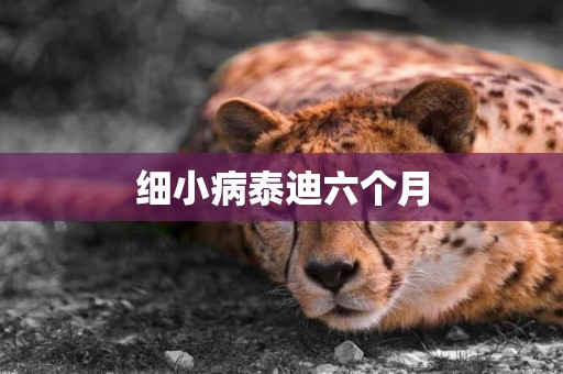 細小病泰迪六個月