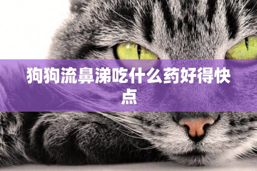 狗狗流鼻涕吃什么藥好得快點