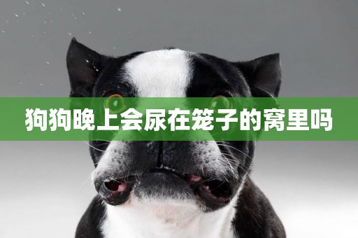 狗狗晚上會尿在籠子的窩里嗎