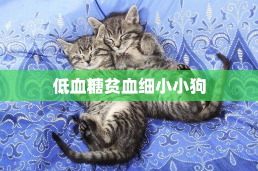 低血糖貧血細小小狗