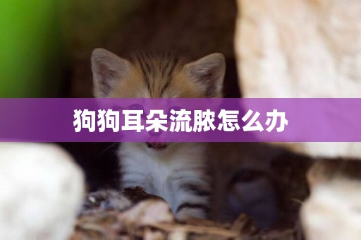 狗狗耳朵流膿怎么辦