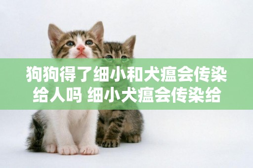 狗狗得了細小和犬瘟會傳染給人嗎 細小犬瘟會傳染給人嗎