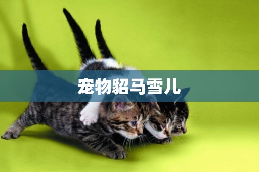 寵物貂馬雪兒