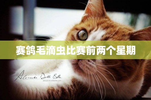 賽鴿毛滴蟲比賽前兩個星期