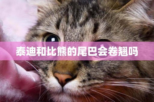 泰迪和比熊的尾巴會卷翹嗎