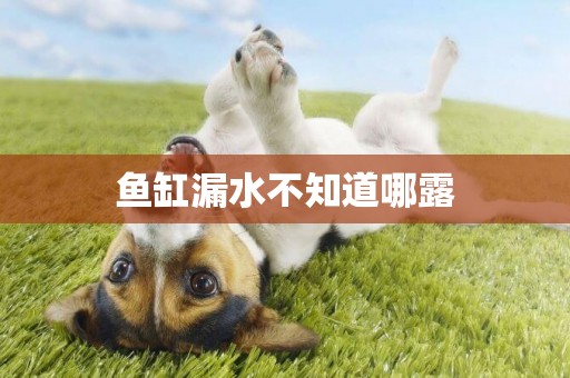 魚缸漏水不知道哪露