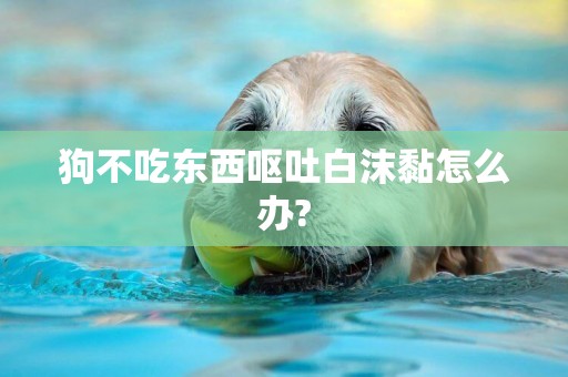 狗不吃東西嘔吐白沫黏怎么辦?