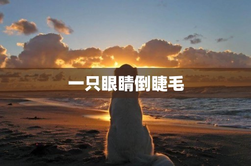 一只眼睛倒睫毛