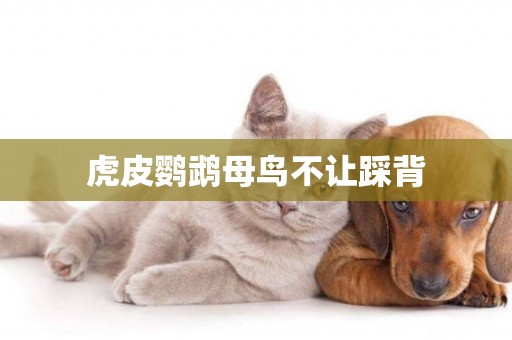 虎皮鸚鵡母鳥不讓踩背