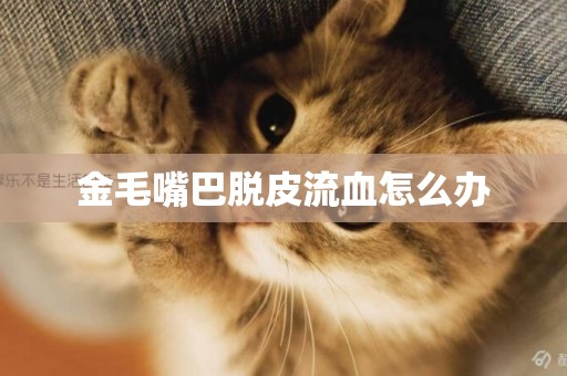 金毛嘴巴脫皮流血怎么辦