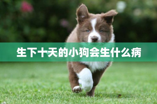 生下十天的小狗會生什么病