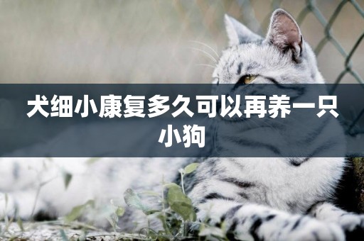 犬細小康復多久可以再養一只小狗
