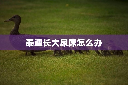 泰迪長大尿床怎么辦