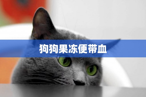 狗狗果凍便帶血