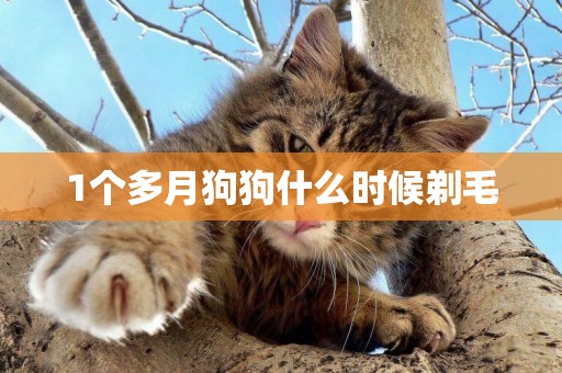 1個多月狗狗什么時候剃毛