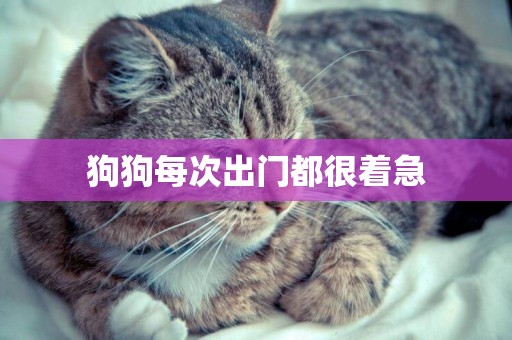狗狗每次出門都很著急