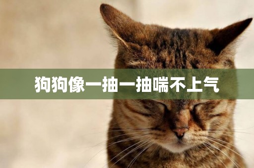 狗狗像一抽一抽喘不上氣