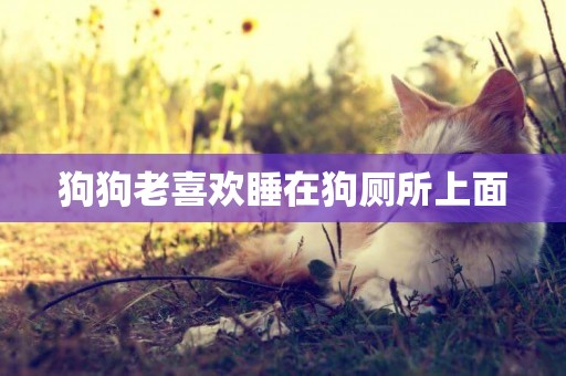 狗狗老喜歡睡在狗廁所上面