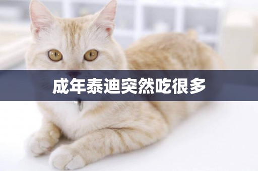 成年泰迪突然吃很多