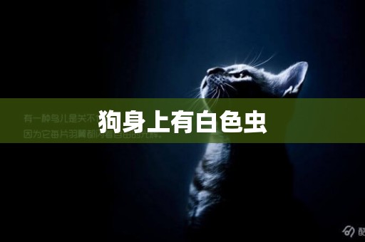 狗身上有白色蟲