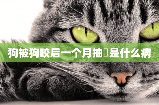 狗被狗咬后一個月抽筯是什么病