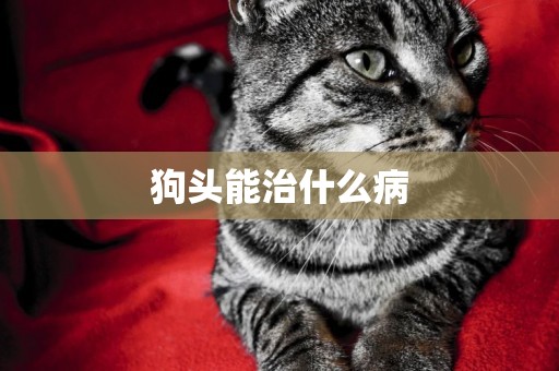 狗頭能治什么病