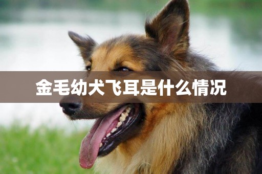 金毛幼犬飛耳是什么情況