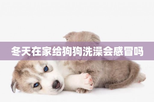 冬天在家給狗狗洗澡會感冒嗎