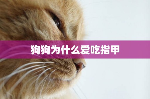 狗狗為什么愛吃指甲