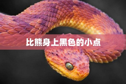 比熊身上黑色的小點